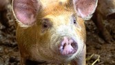 [PIGS]