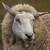 sheep.jpeg