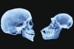 How Our Brains Got Big and Our Penises Lost Their Spines 1