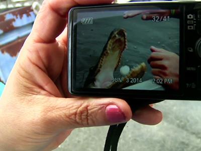 La. Tour Operators Ordered to Stop Feeding Gator