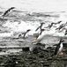 [FALKLANDS_CORP]