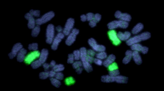 The Great DNA Data Deficit: Are Genes for Disease a Mirage?