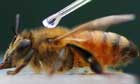 bees_84