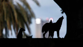 Wolves in a park in Israel