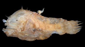 anglerfish fused together