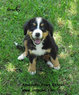 Beautiful Girl AKC Bernese Mountain Dog