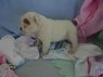 AKC Registered Pure Breed English Bulldog Puppy...