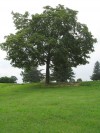 Alexis Richie unmarked grave