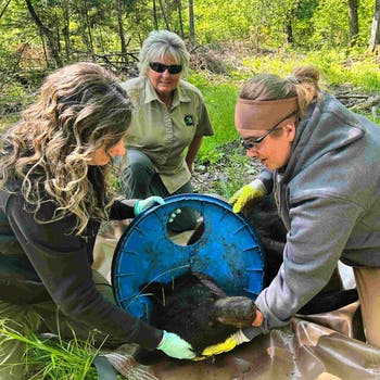 From left, Angela Kujawa, Sherry Raifsnider and Miranda VanCleave of the Michigan Department of Natural Resources helping the black bear. 