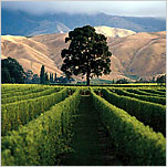 The Evolution of Sauvignon Blanc